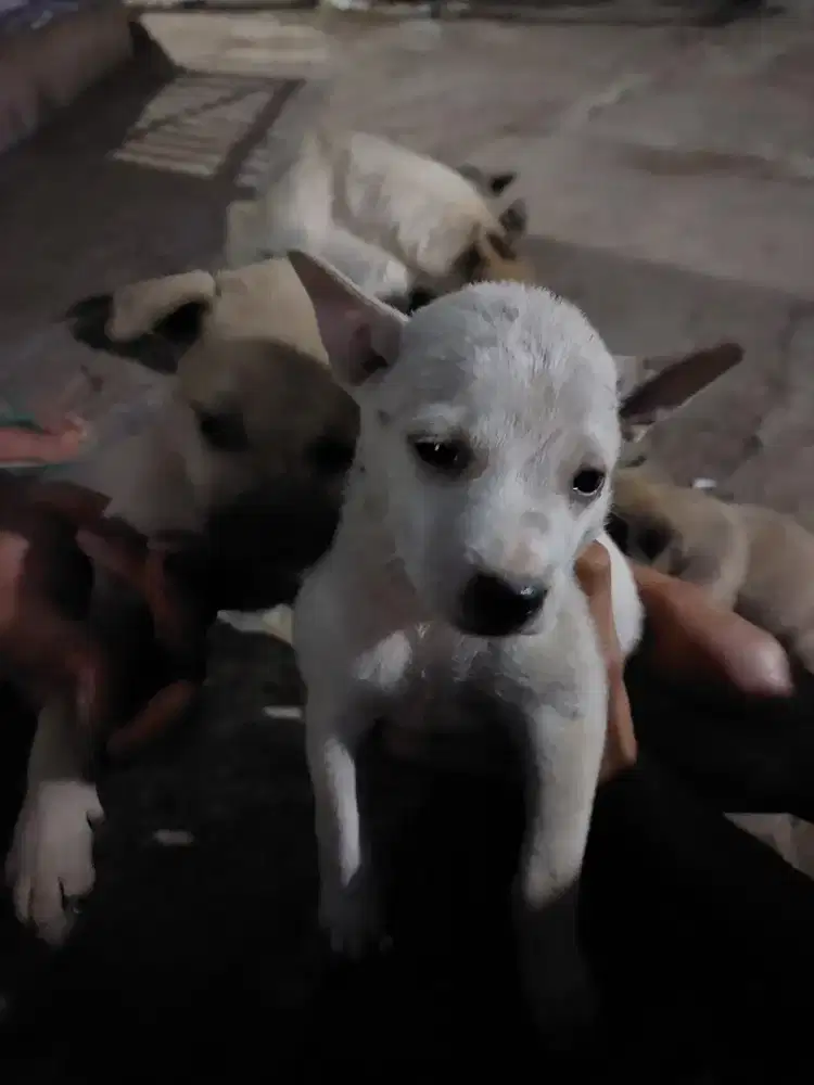 Jual anak anjing lucu lucu