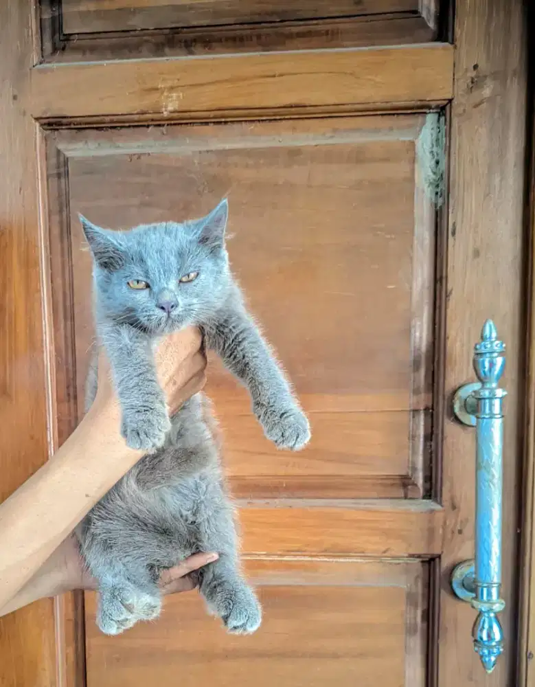 Kitten BSH betina