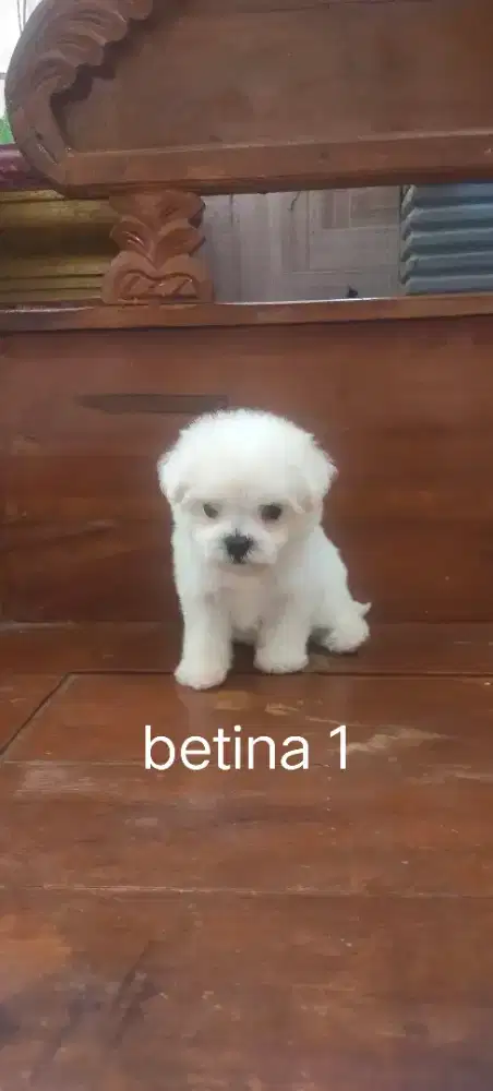 Maltese jantan . Betina .