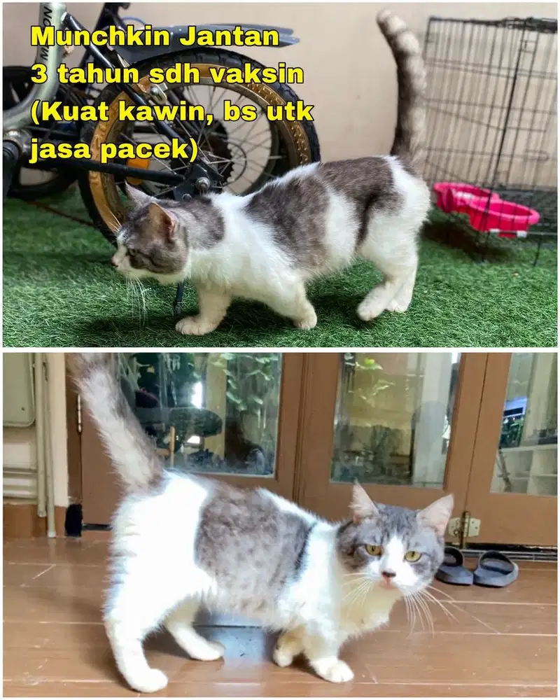 Kucing Cebol Munchkin