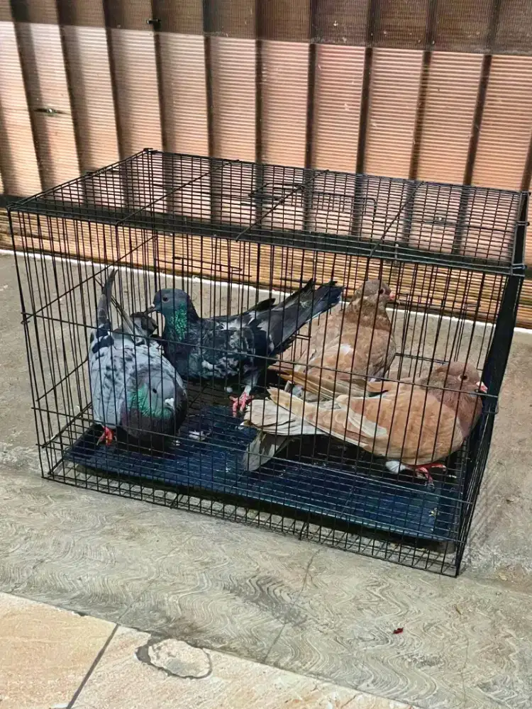 Burung Dara  Murah
