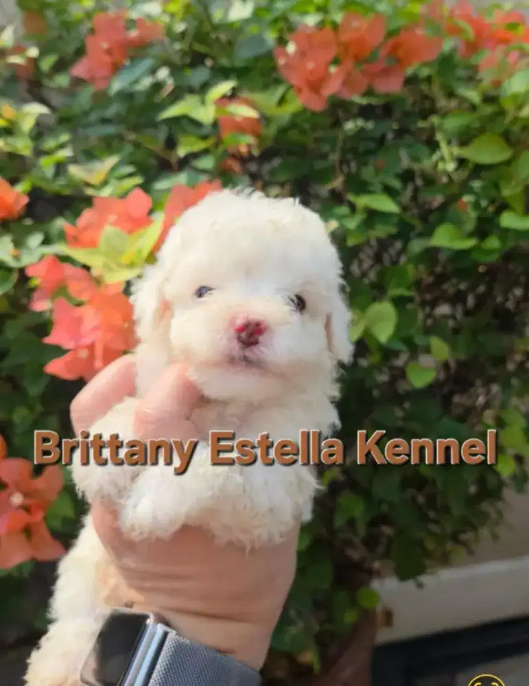 Poodle papa mama stambum. Pendek keriting