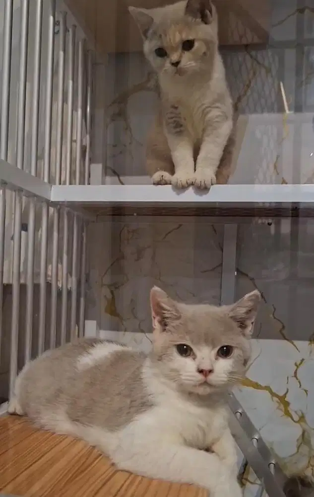 Kitten British Shorthair BSH nonped anakan PED WCF