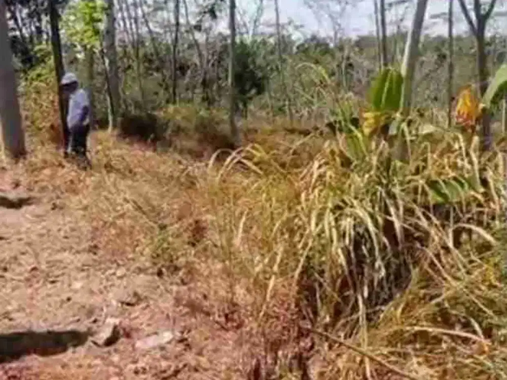 di jual tanah darat perkebunan
