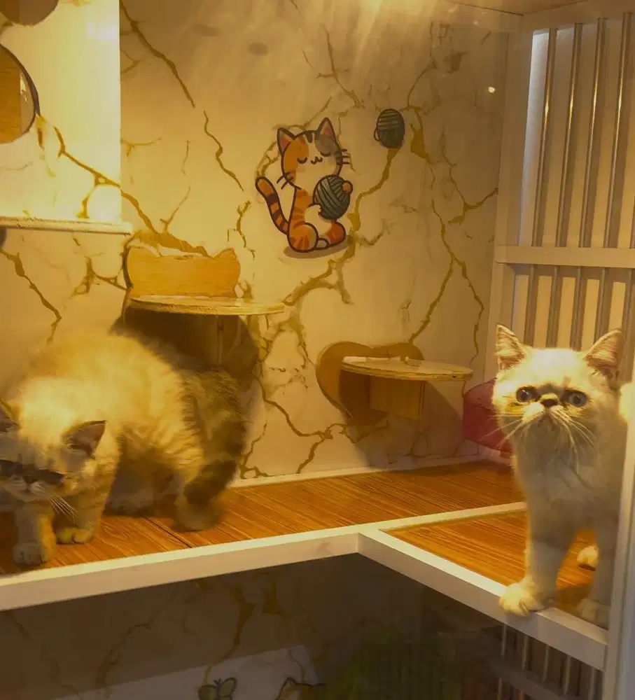 Kitten Exotic Shorthair Himalaya Peaknose Jantan