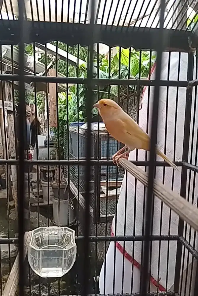 Kenari gacoran umur 8bulan up