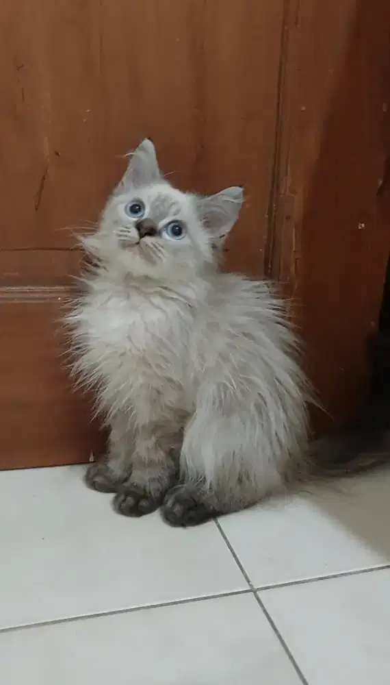 Kucing himalaya mix mainecoon jantan mata biru