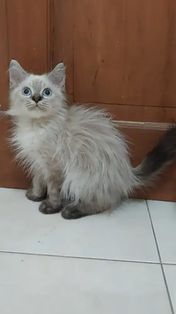 Kitten himalaya mix mainecoon mata biru jantan