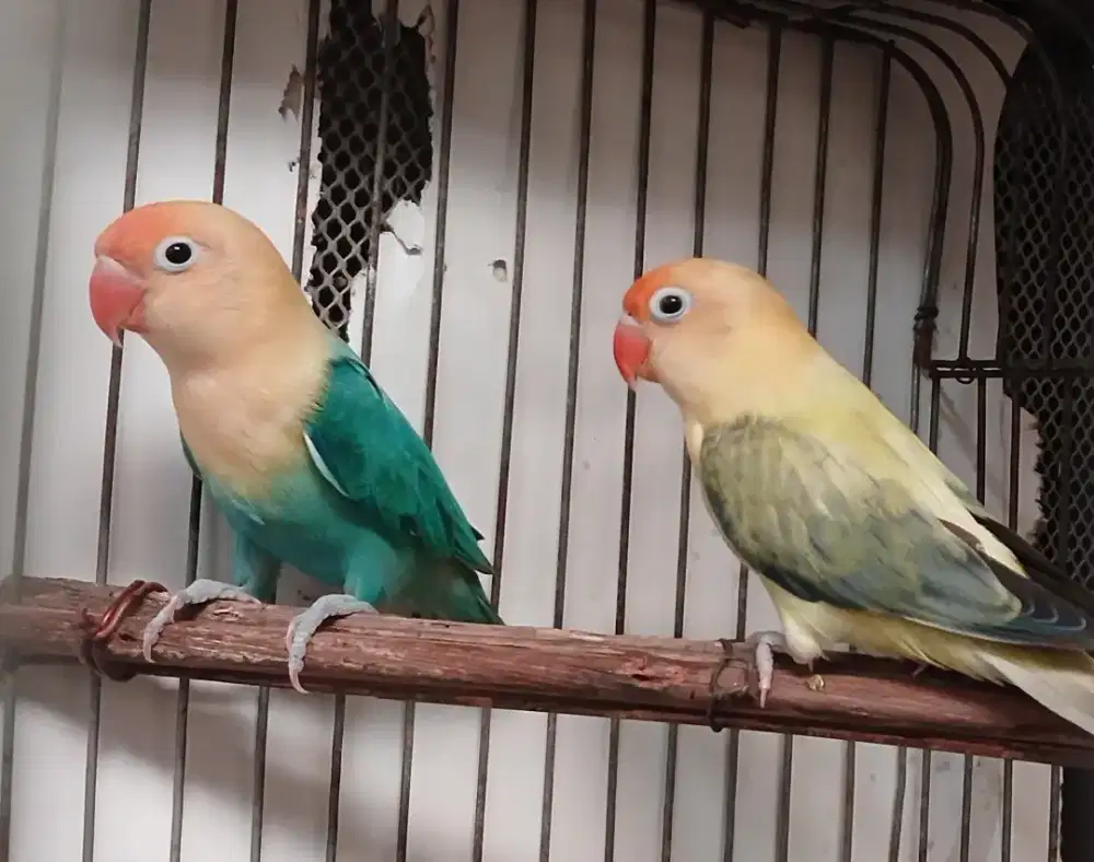 Burung lovebird
