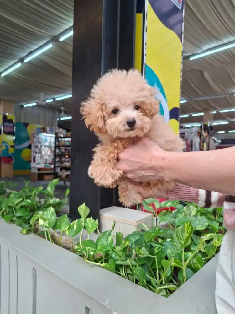 Anjing Poddle import korea
