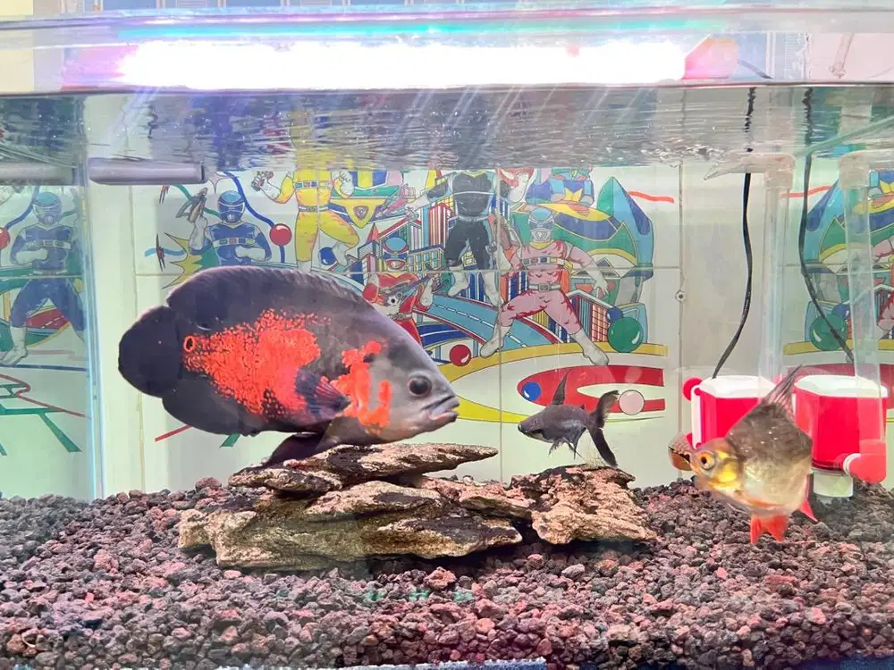 Aquarium Fullset include ikan