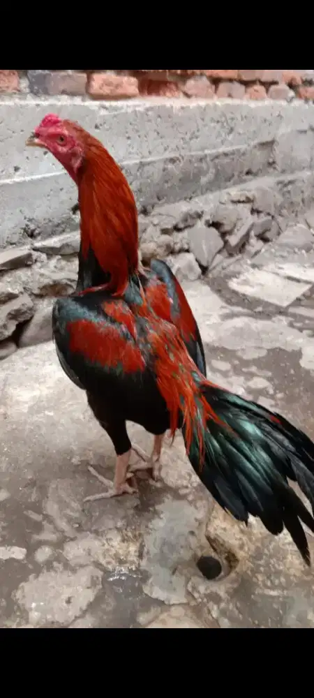 JUAL AYAM BK MANGON,UKURAN 3,5 MENTAL BAJA,UDH WIN 2X,UMURAN 9 BULAN