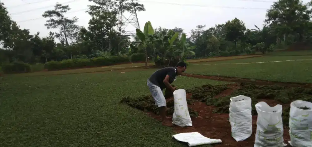 Rumput gajah mini harga sudah termasuk ongkir dan jasa tanam 40.000/m