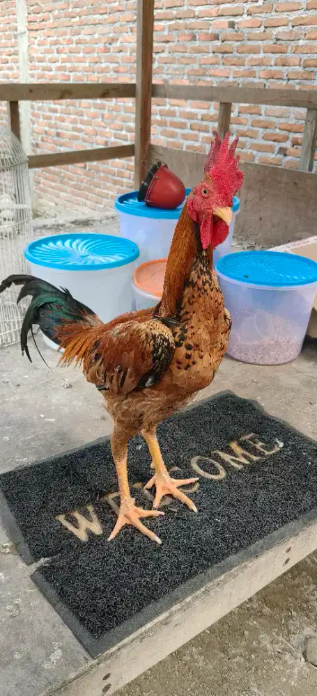 Ayam Siam Trah Pama