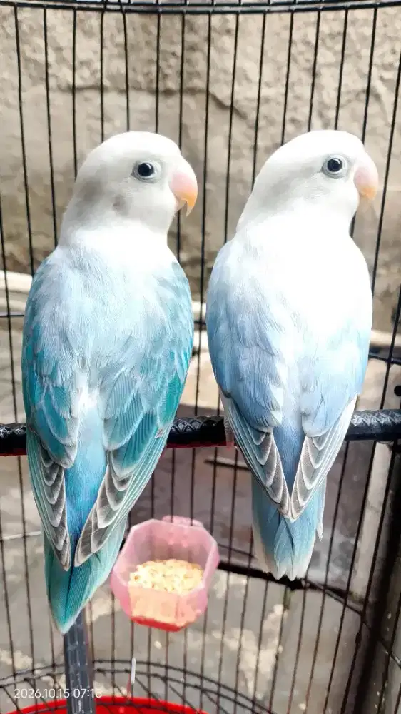 Lovebird Balibu