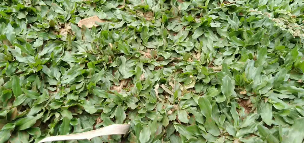 Rumput gajah mini harga sudah termasuk ongkir dan jasa tanam 40.000/m