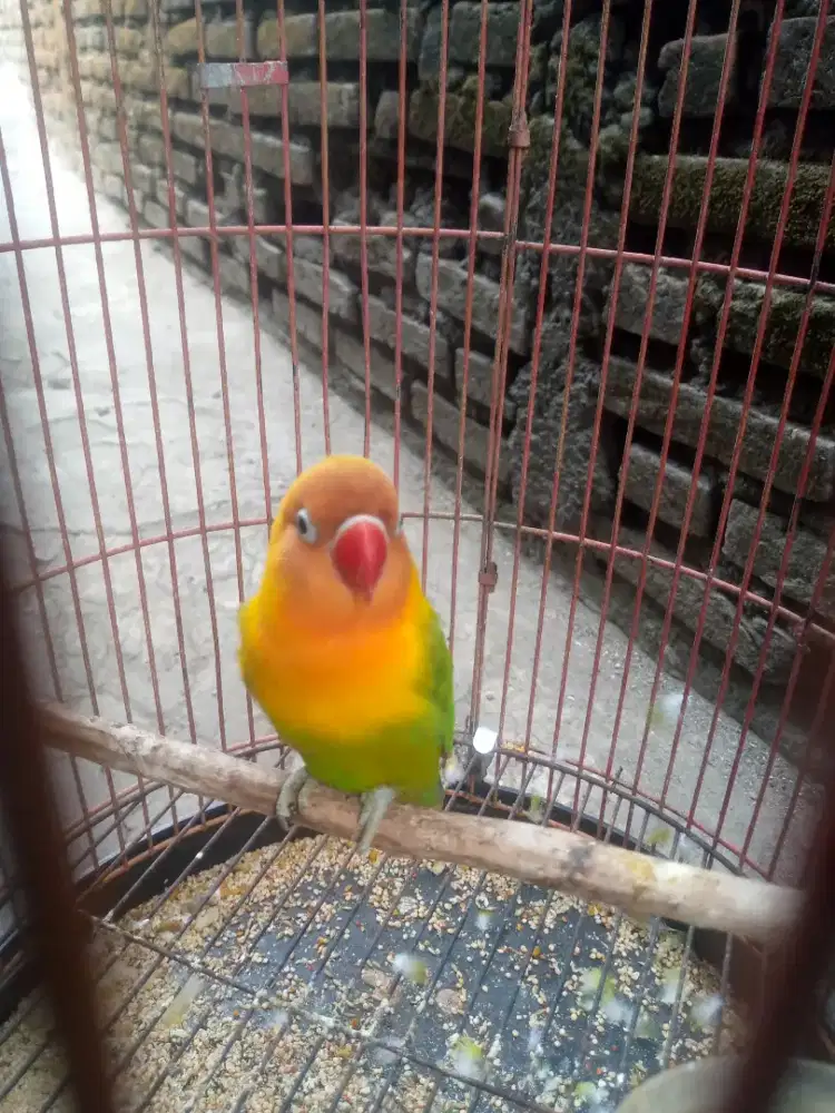 jual burung Lovebird burja