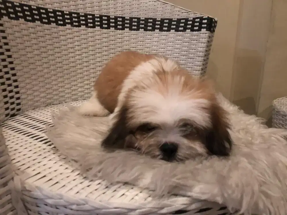 Anak anjing lucu Shitzu jantan