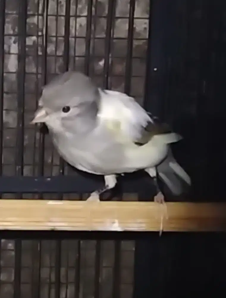 Burung kenari indonesia