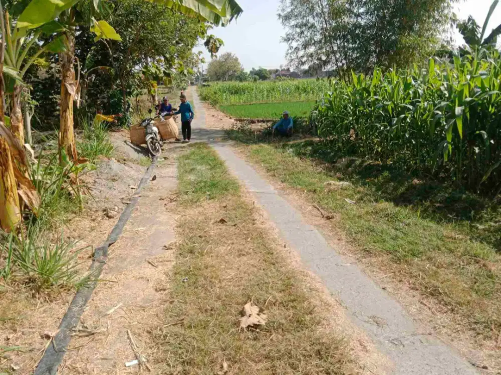 Tegal murah 1.800m + muka 20m, truk sampai lokasi, +/- 500m  dari jalan raya mranggen polokarto