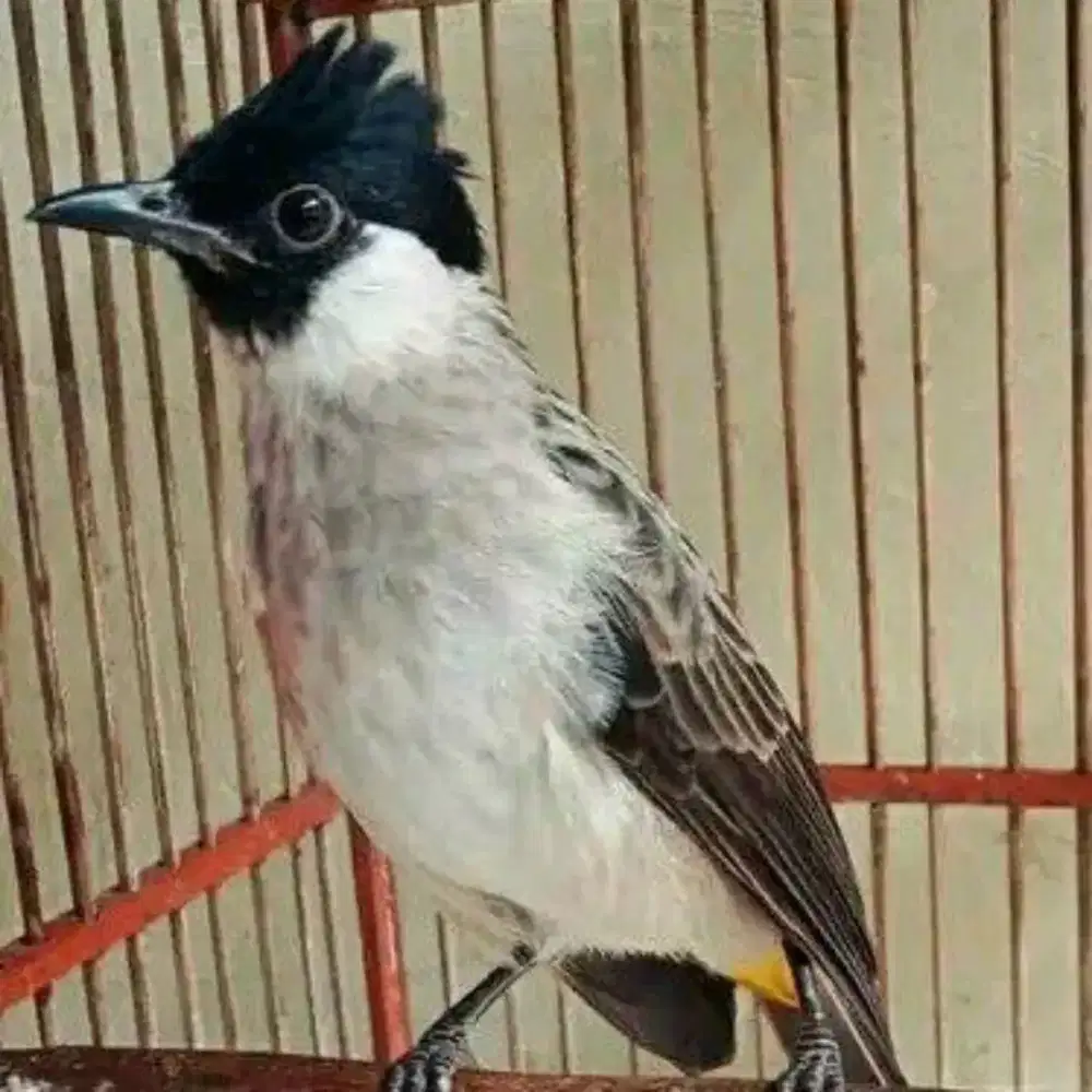 Burung kutilang kapas jantan