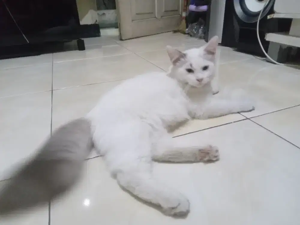 Kucing Persia himalaya