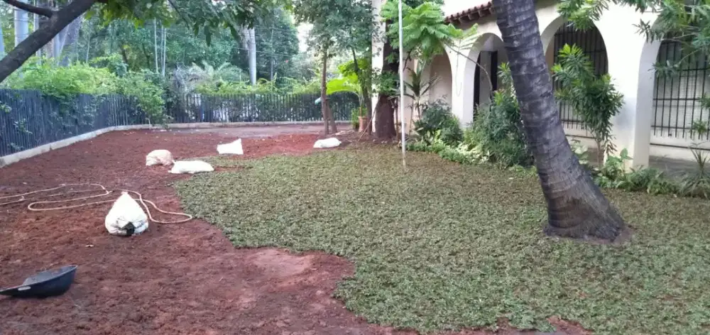 Rumput gajah mini harga sudah termasuk ongkir dan jasa tanam 40.000/m