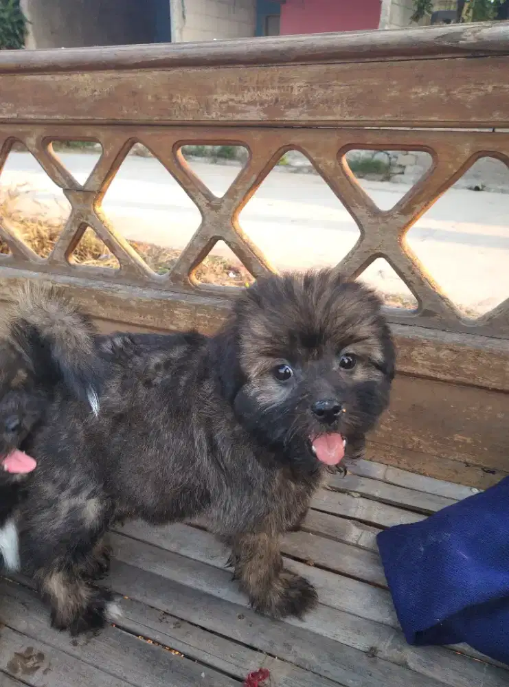anjing shih tzu umur 4 bulan mix