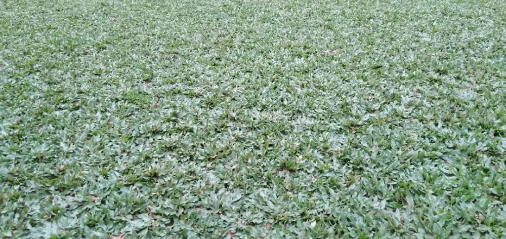 Rumput gajah mini harga sudah termasuk ongkir dan jasa tanam 40.000/m
