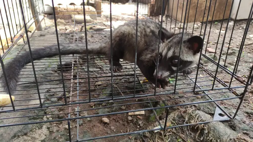 Musang Pandan (Jinak)