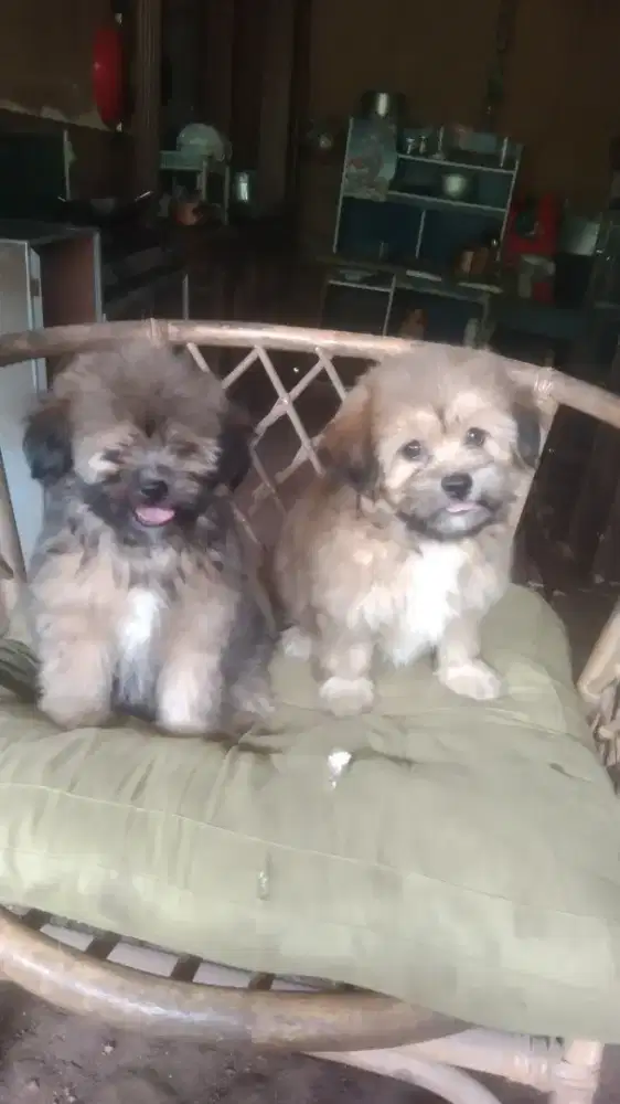 shitzhu mix Minipom