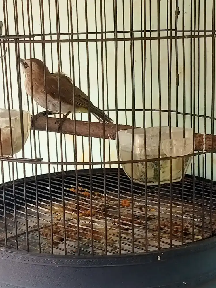 Trucukan bodi besar asli kebo semi jinak