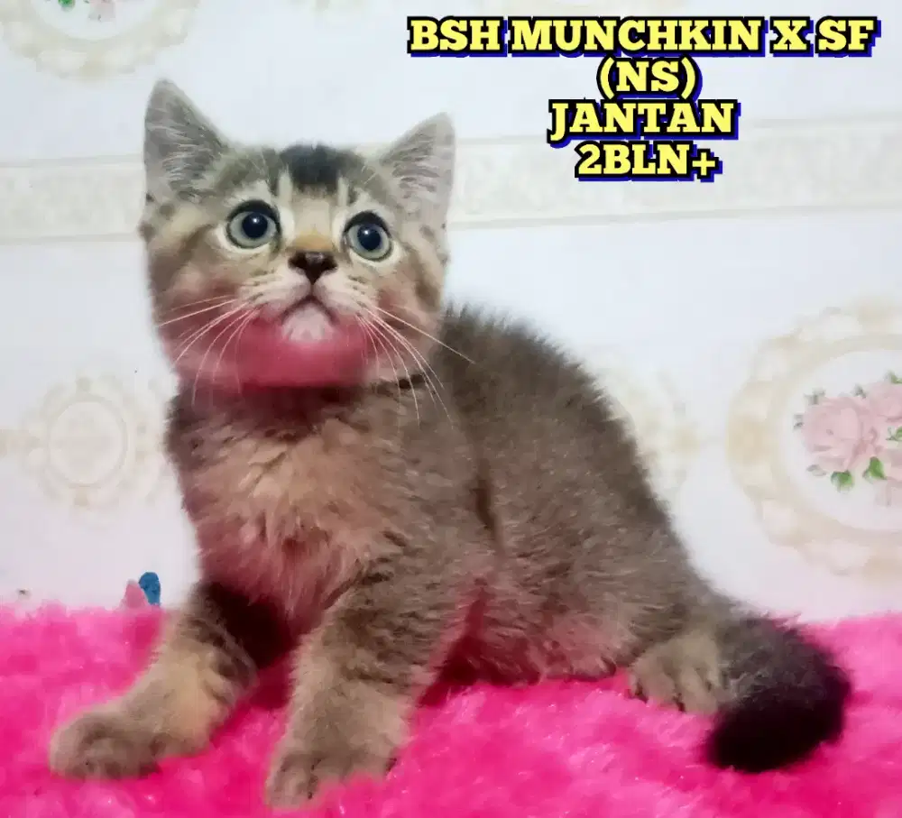 BSH MUNCHKIN x SCOTTISH FOLD