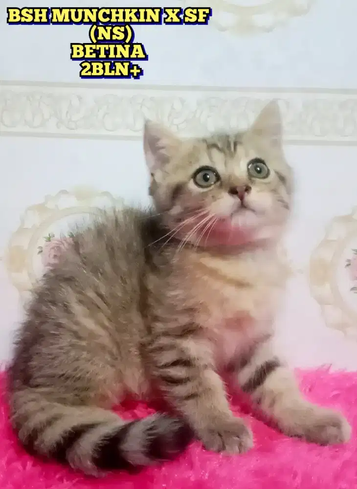 BSH MUNCHKIN X SCOTTISH FOLD