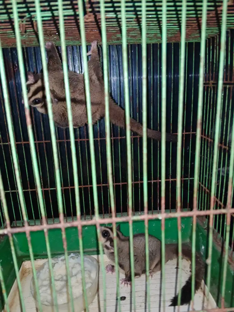 Sepasang sugar glider jinak