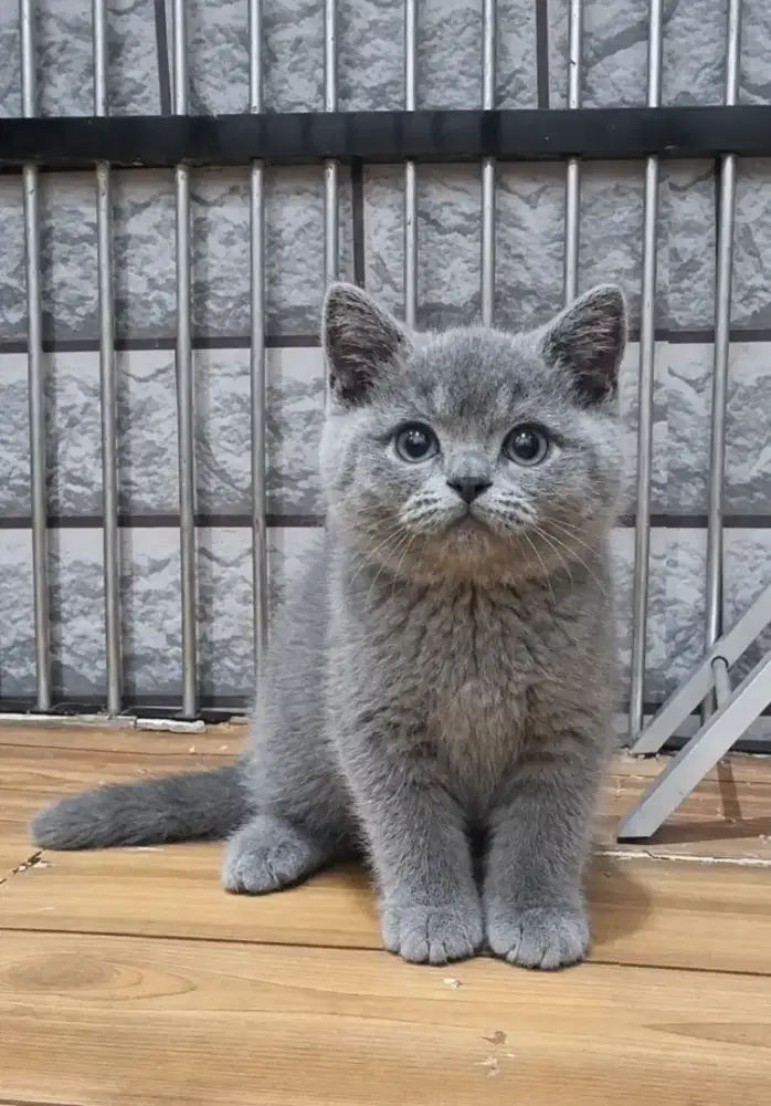 Bsh Blue Jantan Parent Ped WCF