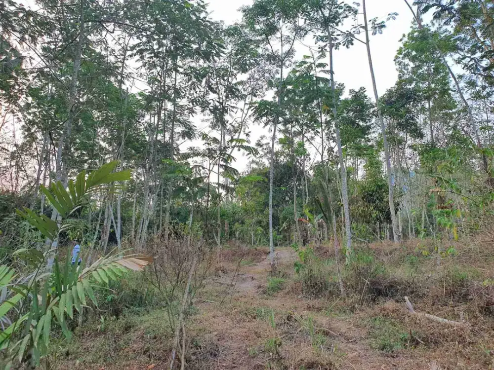 Tanah SHM Pekarangan di Jual Super Murah Giri kerto Turi Sleman yogyakarta