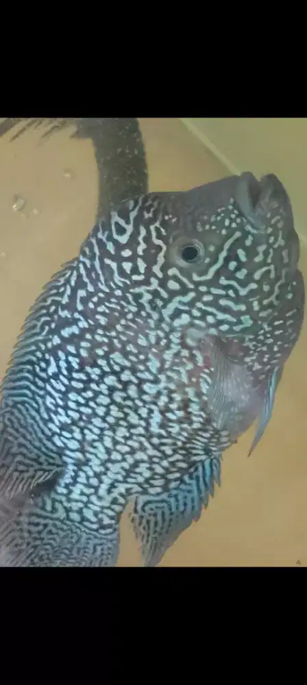 Ikan louhan Cencu free marking 4 jarian