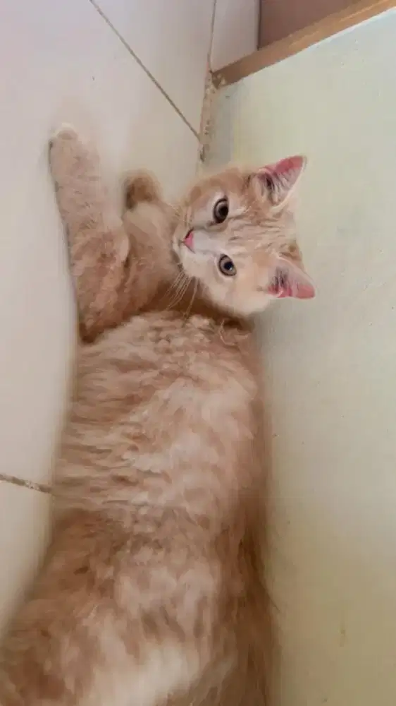 OPEN ADOPSI ANAK KUCING PERSIA