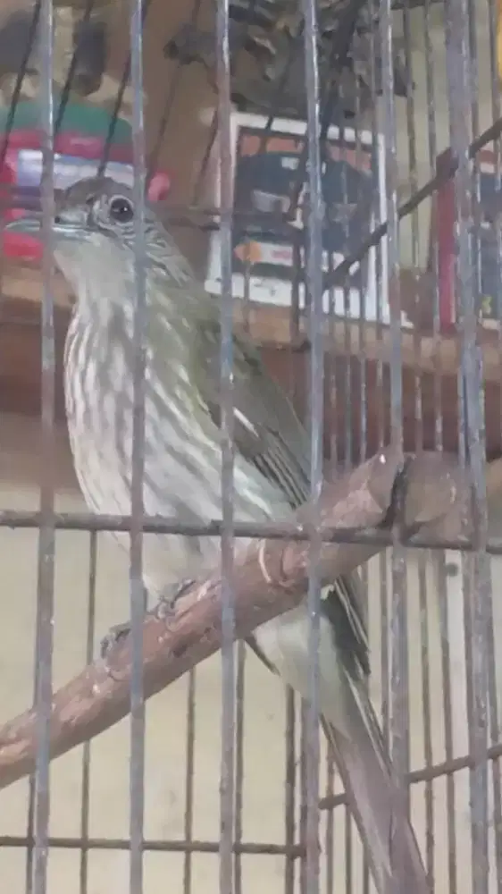 Siri Siri Kecil buat masteran