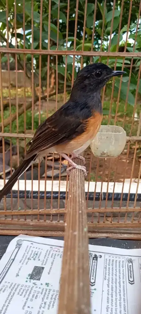 Murai batu betina dada semu putih nego