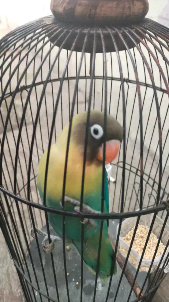 Jual burung lovebird