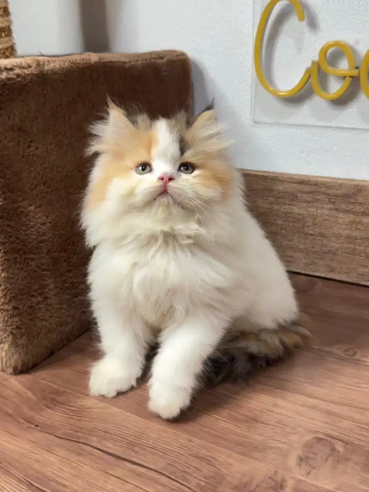 Kitten Kucing Persia Flatnose