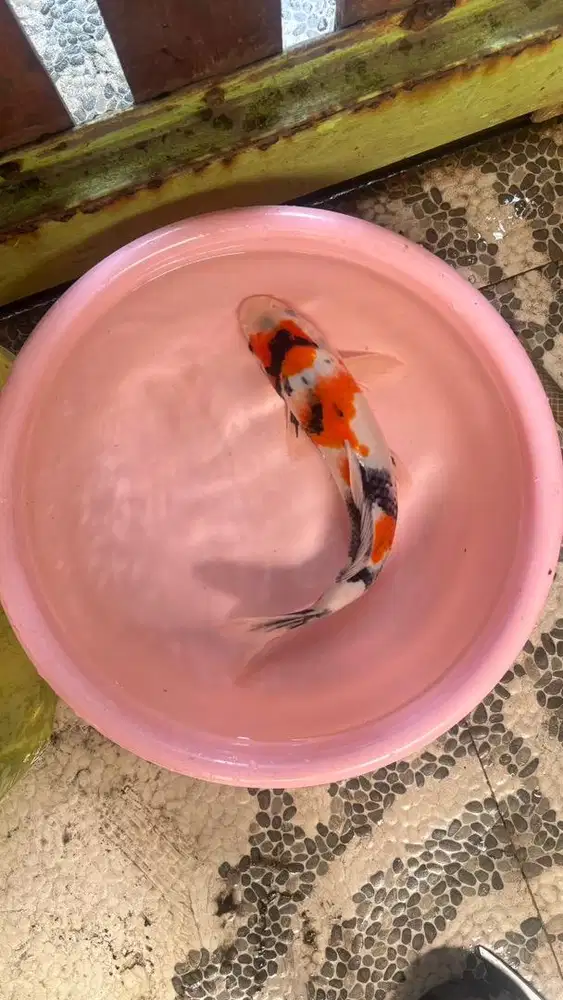 Koi Showa blitar.