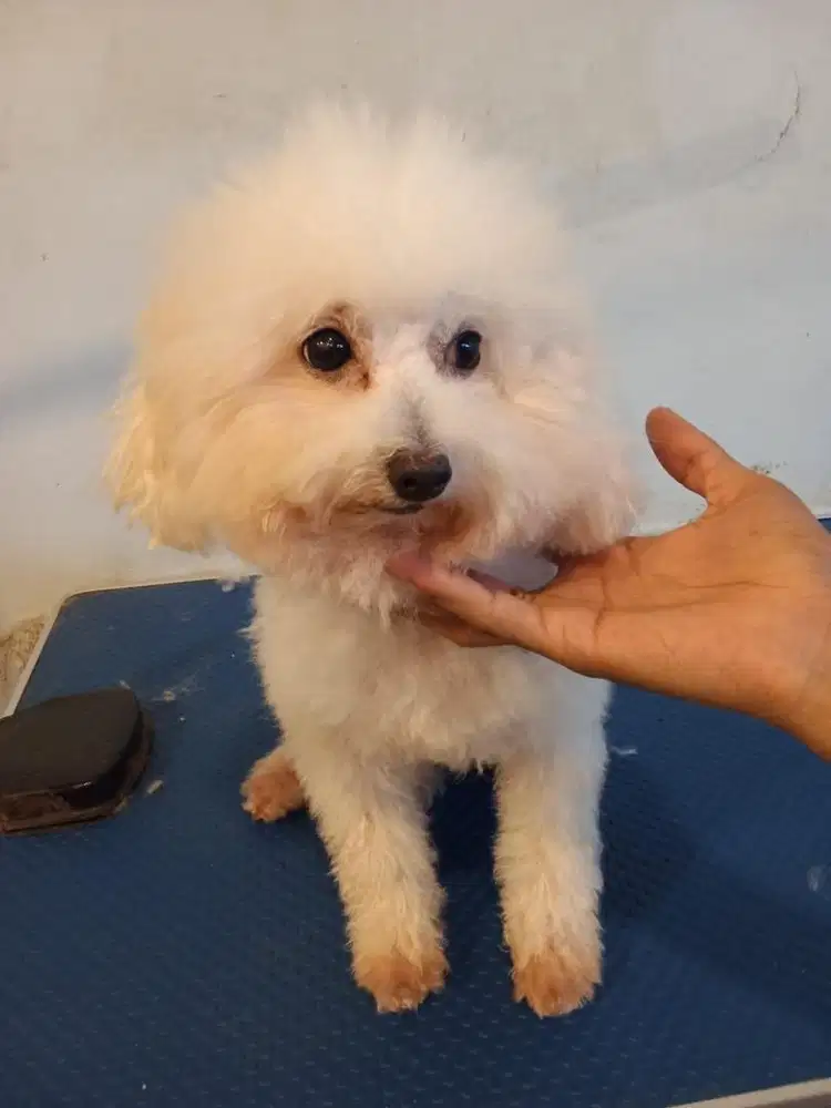 Poodle pure dewasa ada surat