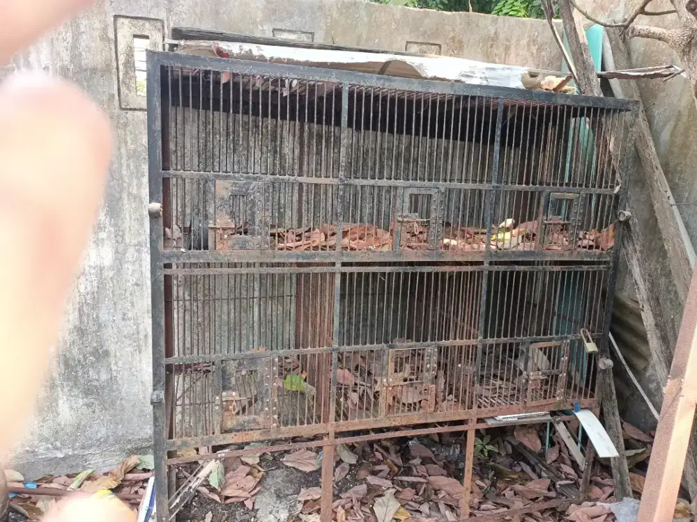 Jual kandang ayam atau burung hias besi Kokok dan tebal