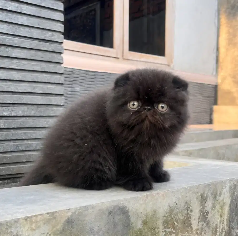 Kucing persia cebol