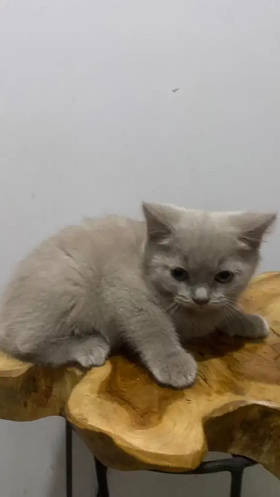 British Short Hair (BSH) Kitten