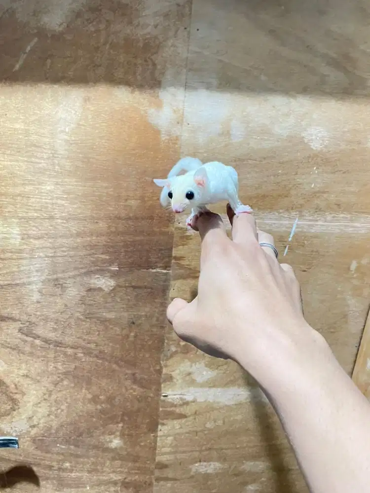sugar glider joy 2 bulan