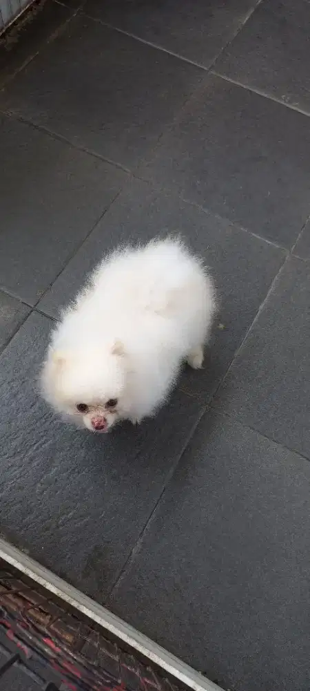 Mini pom snow white